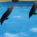 Marineland - Dauphins - 028